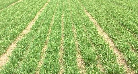 土壤墒情监测系统在防汛抗旱中的应用 土壤墒情监测系统在防汛抗旱中的应用